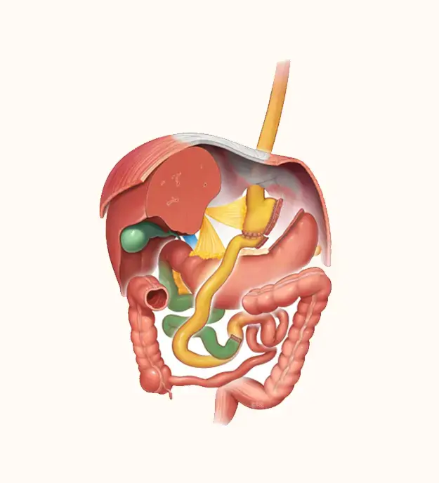 Gastric Bypass Surgery