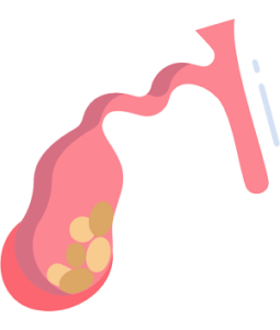 Gall Bladder
